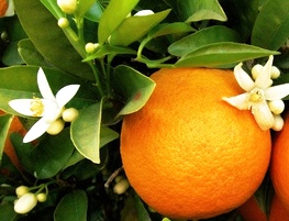 Tisane Oranger bigaradier, petale entier - 50 g (herboristerie pour infusion)