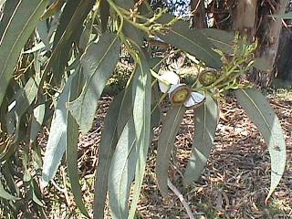 Tisane Eucalyptus, feuille coupee (50 g)