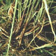 Tisane Chiendent petit, rizome coupe, 50 g (herboristerie pour tisane)
