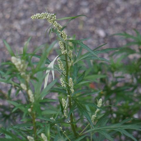 Tisane Armoise (Artemisia vulgaris) - 50 g