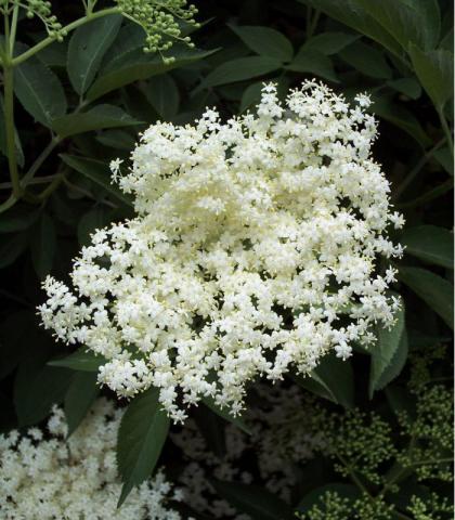 Tisane de Sureau (Sambucus nigra) - Fleur - 50 g