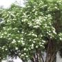 Tisane de Sureau (Sambucus nigra) - Fleur - 50 g